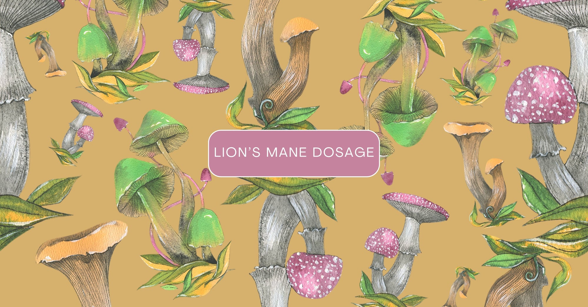 Lions Mane Dosage