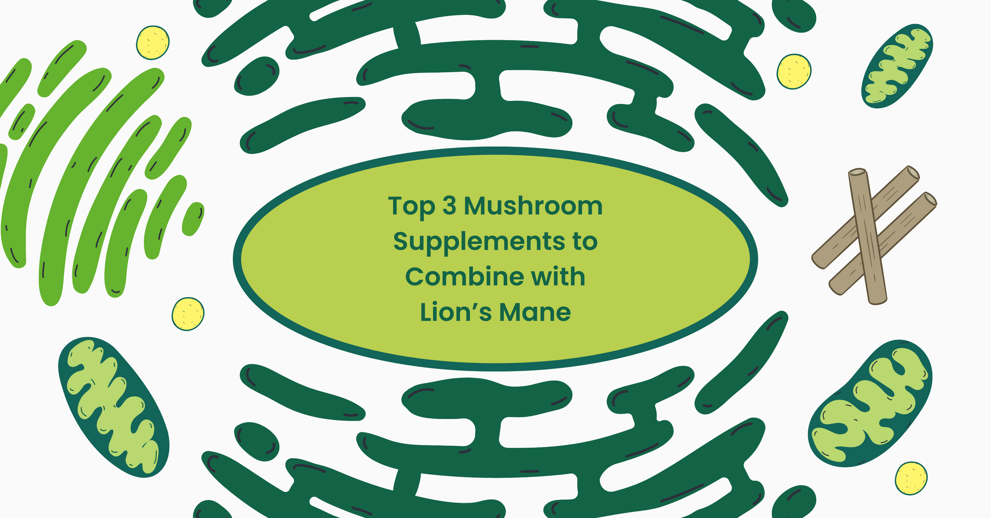 Top 3 Mushroom Supplements to Combine with Lion’s Mane